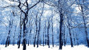 blue forest